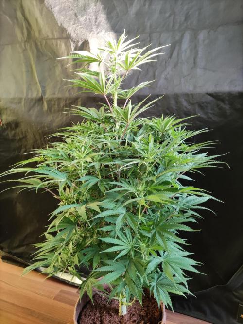 White Widow  X  The Ultimate. Week 9