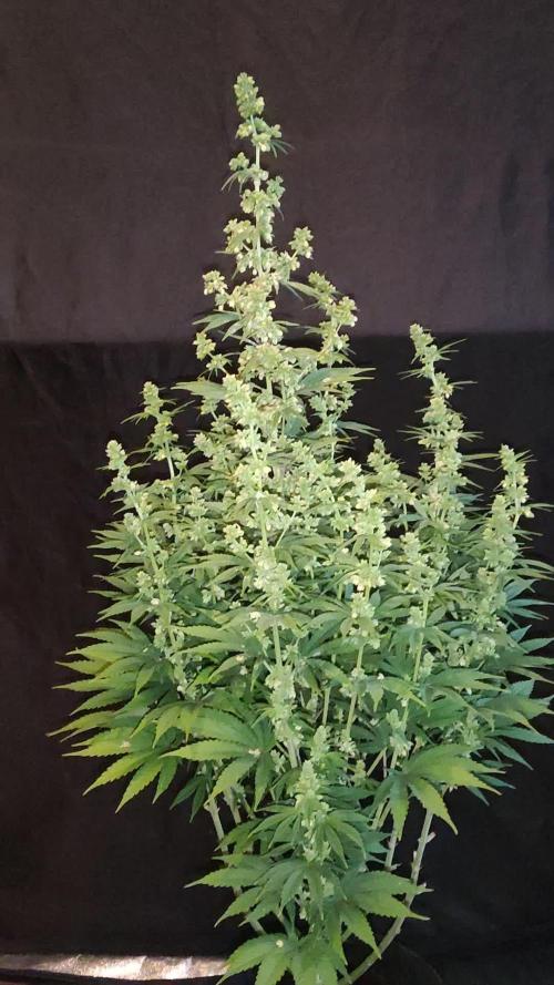 White Widow  X  The Ultimate