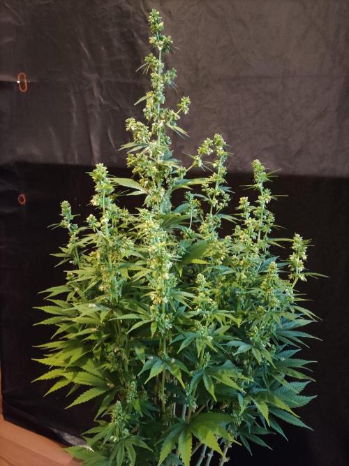 White Widow  X  The Ultimate. Week 10