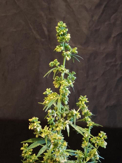 White Widow  X  The Ultimate. Week 10