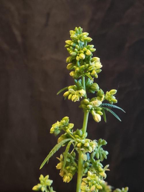 White Widow  X  The Ultimate. Week 10