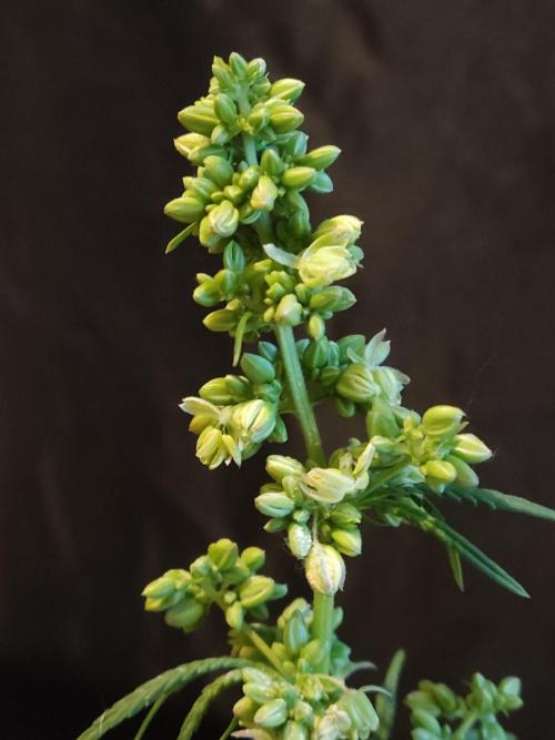 White Widow  X  The Ultimate. Week 10