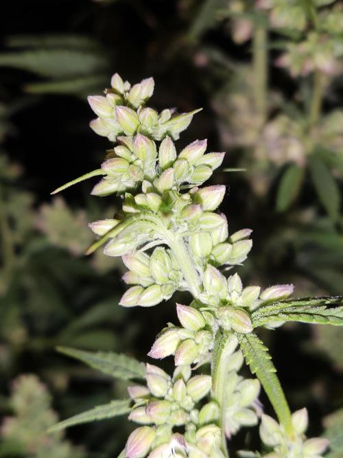 White Widow  X  The Ultimate. Week 10