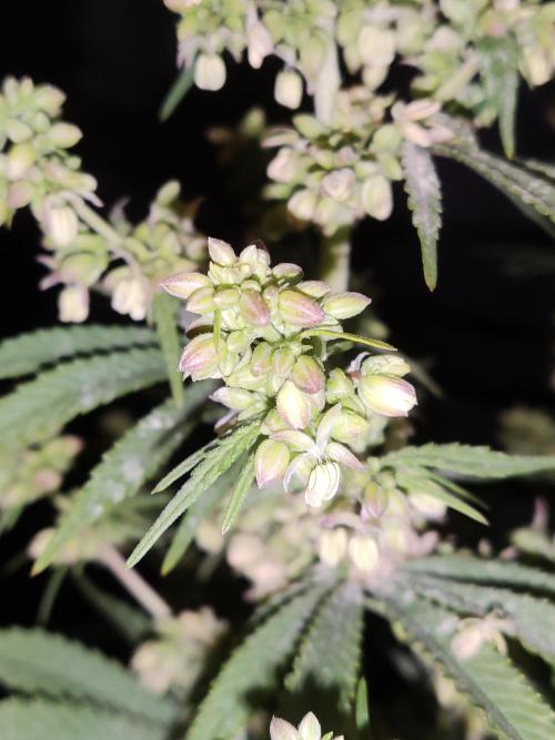 White Widow  X  The Ultimate. Week 10