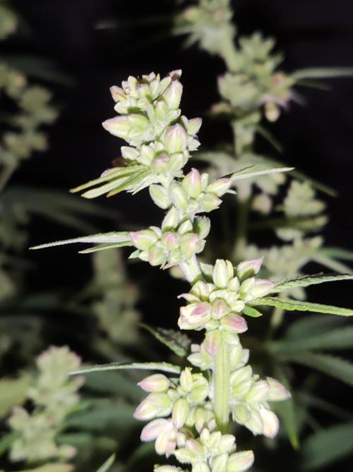 White Widow  X  The Ultimate. Week 10