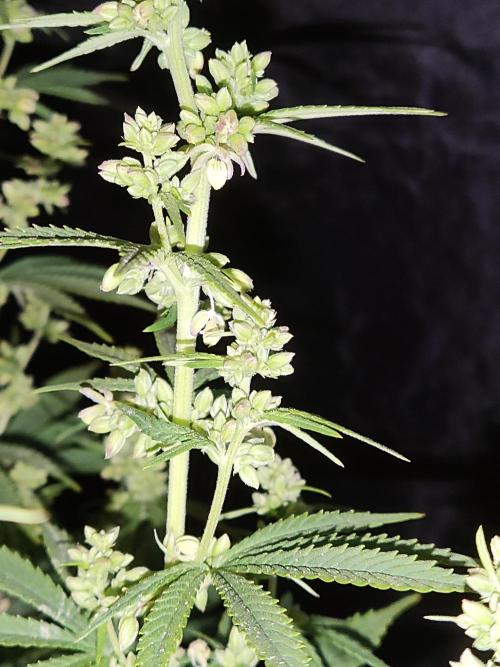 White Widow  X  The Ultimate. Week 10