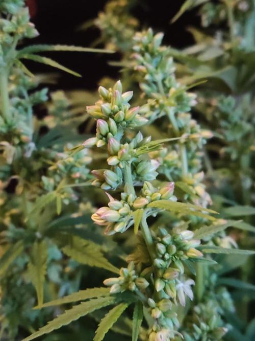 White Widow  X  The Ultimate. Week 10