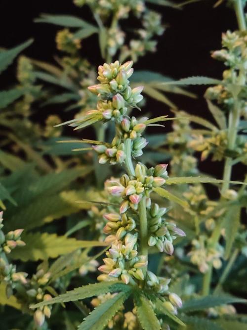 White Widow  X  The Ultimate. Week 10