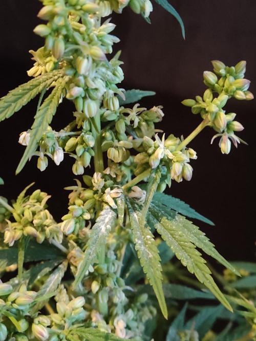 White Widow  X  The Ultimate. Week 10