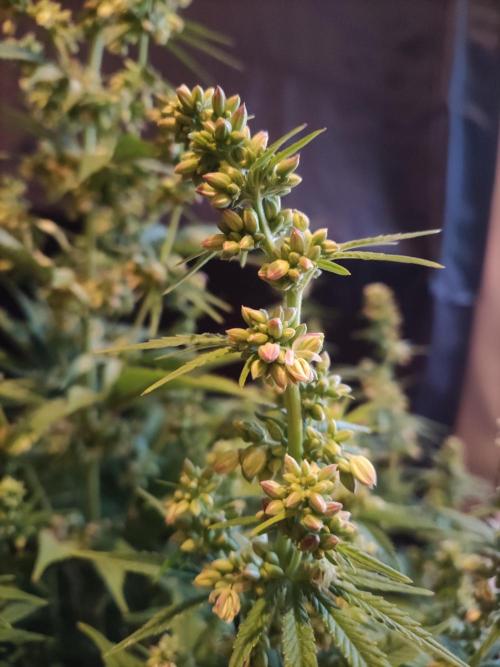 White Widow  X  The Ultimate. Week 10