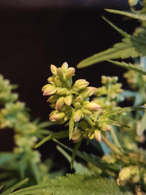 White Widow  X  The Ultimate. Week 10