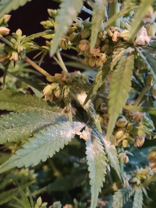 White Widow  X  The Ultimate. Week 10