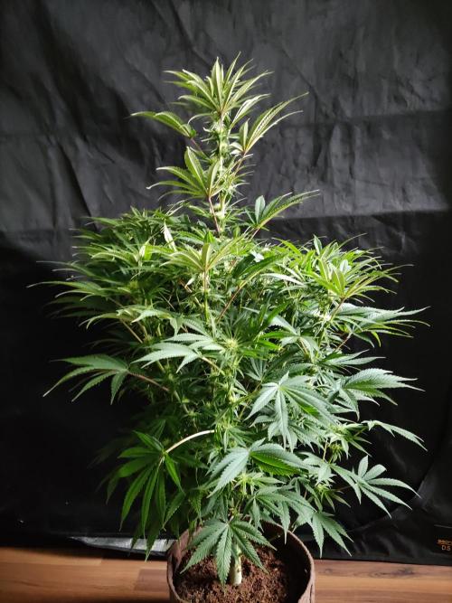 White Widow  X  The Ultimate. Week 10 - Blüte Tag 21
Weibchen 