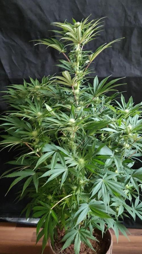 White Widow  X  The Ultimate
