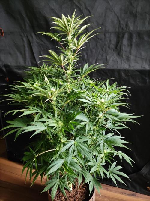 White Widow  X  The Ultimate. Week 10