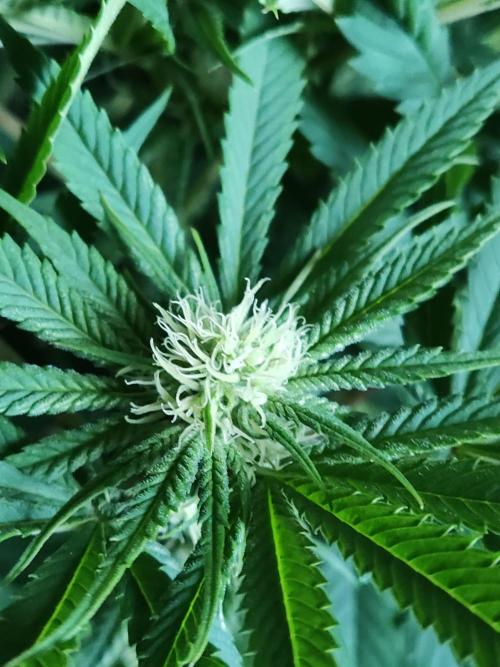 White Widow  X  The Ultimate. Week 10