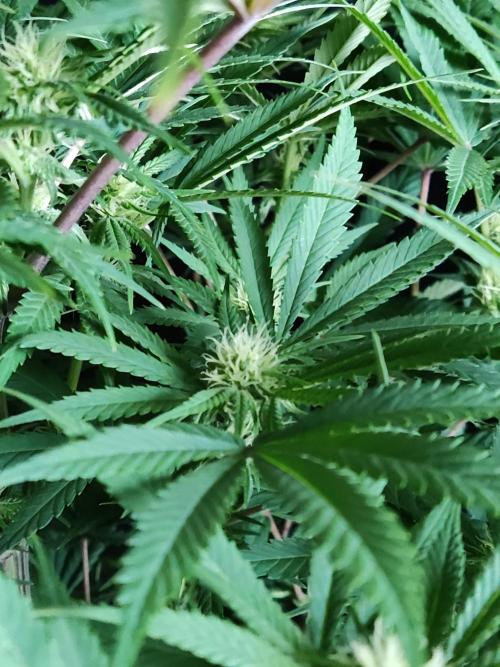 White Widow  X  The Ultimate. Week 10