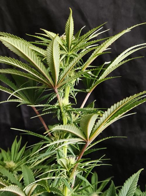 White Widow  X  The Ultimate. Week 10