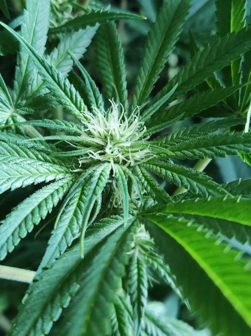 White Widow  X  The Ultimate. Week 10