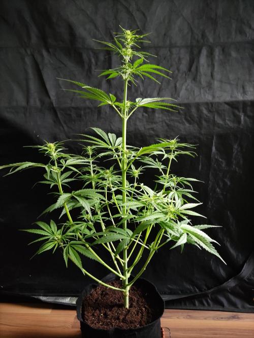 Strawberry Cough. Week 6