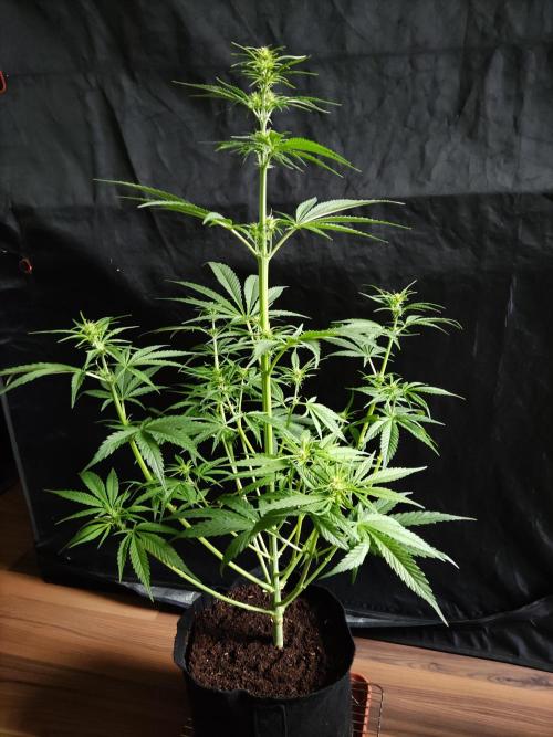 Strawberry Cough. Week 6