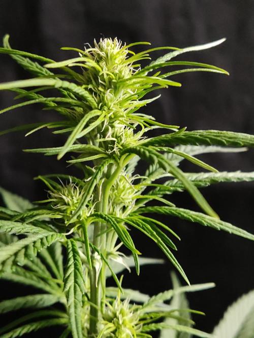 Strawberry Cough. Week 6