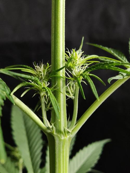 Strawberry Cough. Week 6