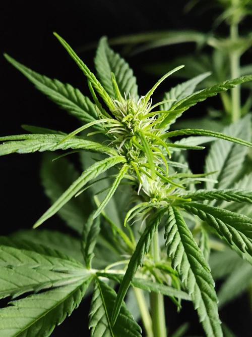 Strawberry Cough. Week 6