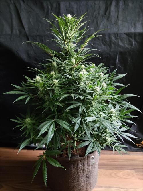 Sugar Black Rose. Week 10