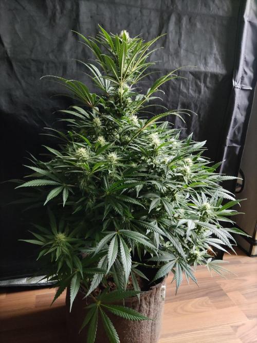 Sugar Black Rose. Week 10
