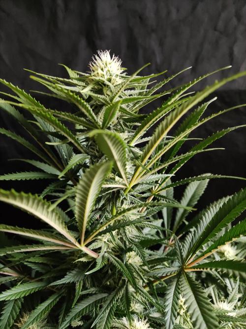 Sugar Black Rose. Week 10