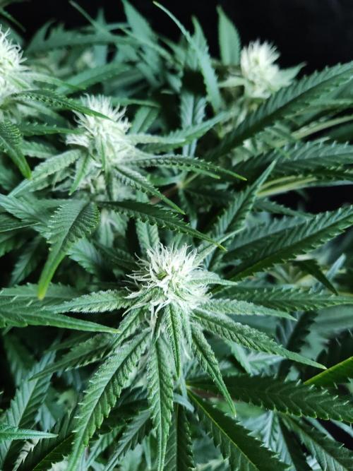 Sugar Black Rose. Week 10