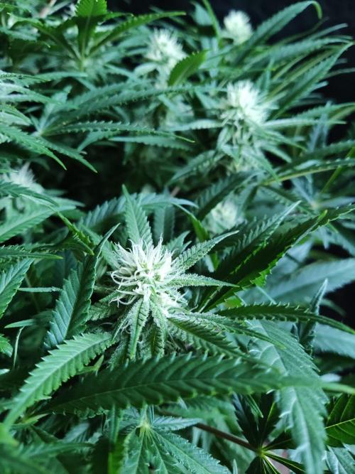 Sugar Black Rose. Week 10