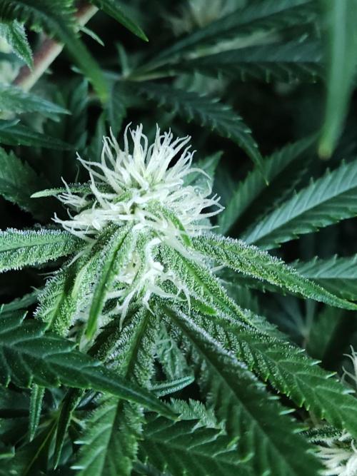 Sugar Black Rose. Week 10