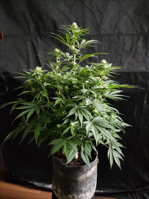 Brain Damage. Week 10