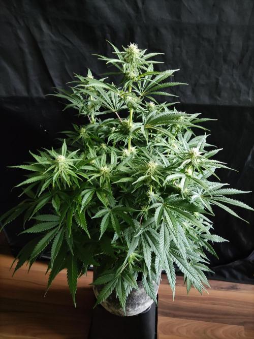 Brain Damage. Week 10