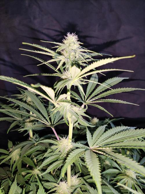 Brain Damage. Week 10