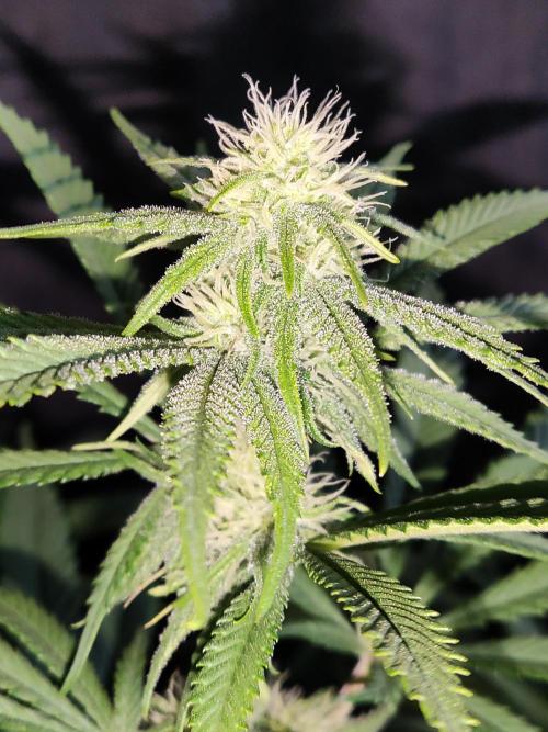 Brain Damage. Week 10