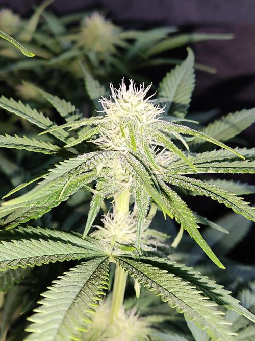 Brain Damage. Week 10