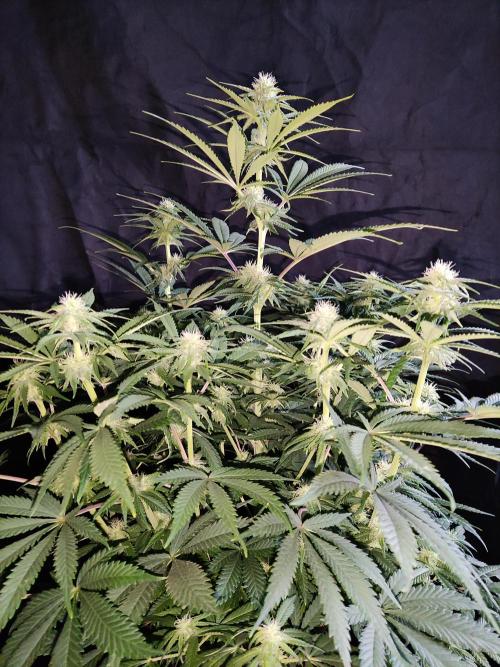 Brain Damage. Week 10