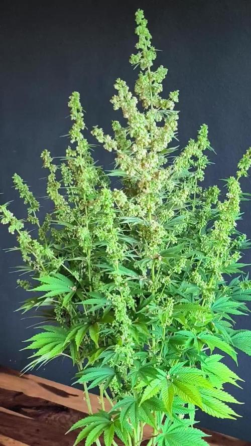 White Widow  X  The Ultimate