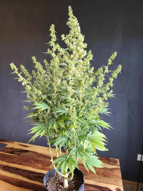 White Widow  X  The Ultimate. Week 11