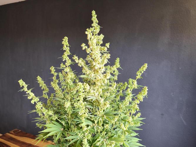 White Widow  X  The Ultimate. Week 11