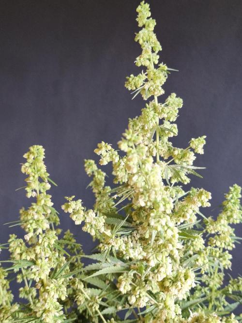 White Widow  X  The Ultimate. Week 11