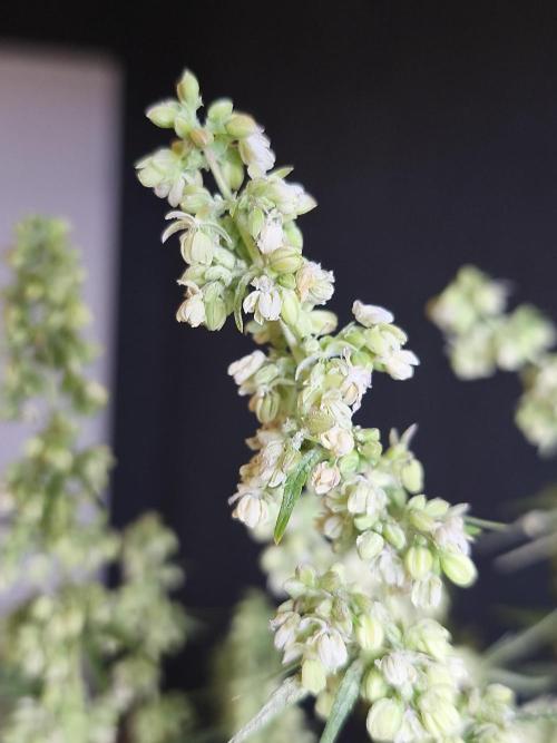 White Widow  X  The Ultimate. Week 11