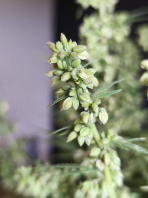 White Widow  X  The Ultimate. Week 11