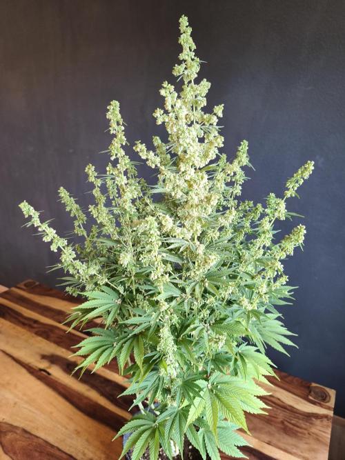 White Widow  X  The Ultimate. Week 11