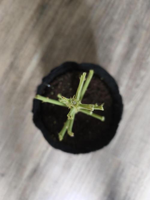 White Widow  X  The Ultimate. Week 11 - Ende 