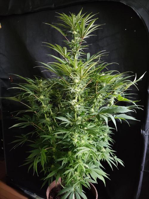 White Widow  X  The Ultimate. Week 11 - Weibchen 
Blüte Tag 28
