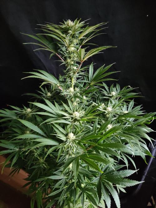 White Widow  X  The Ultimate. Week 11